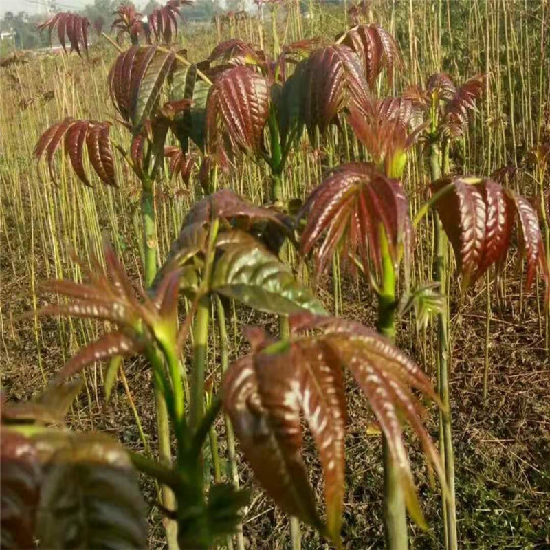 矮化香椿根生苗种植技术三公分香椿树苗批发