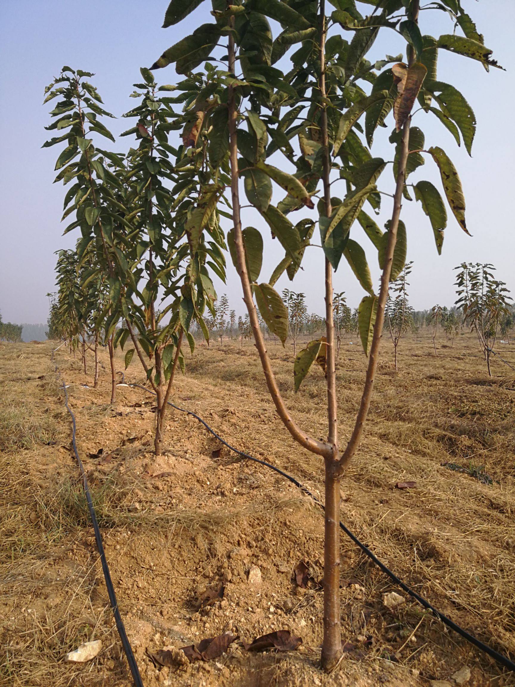 kgb瑞德大樱桃树苗花粉生产:丰富,授粉 蜜蜂,昆虫口感:硬,多汁收成