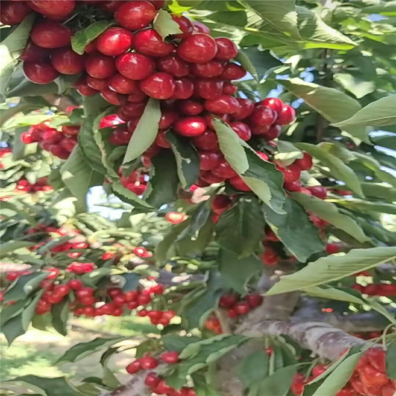 kgb瑞德大樱桃树苗品种介绍kgb树型瑞德大樱桃树苗