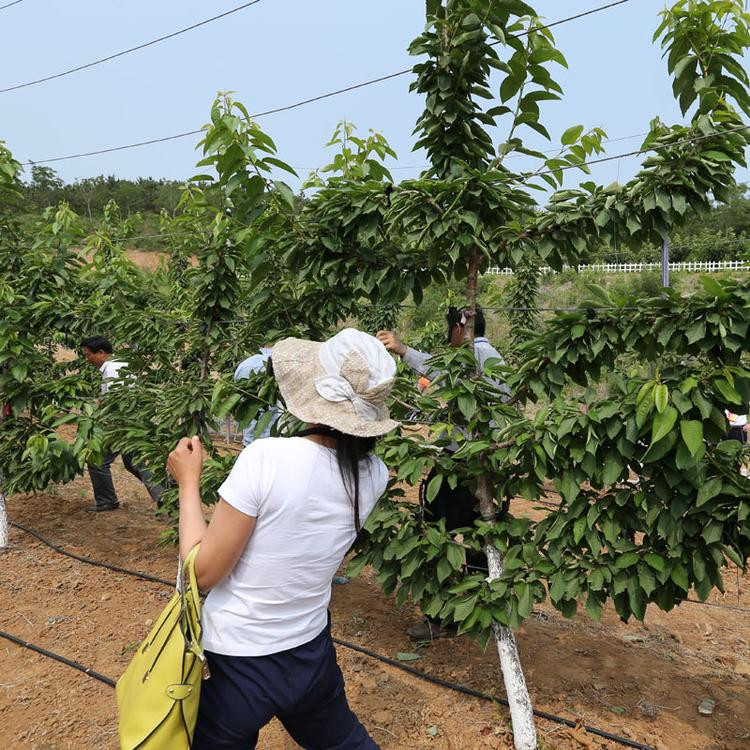 乌鲁木齐塔玛拉大樱桃苗 KGB树形 爱科品种