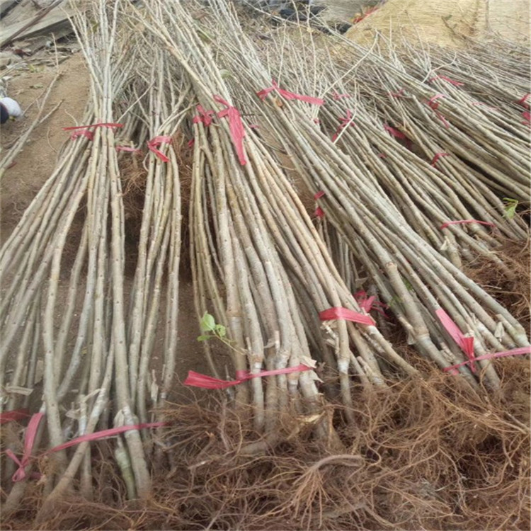 吉塞拉12号樱桃苗  爱科   自由防锤形 吉塞拉12号樱桃苗 种植时间