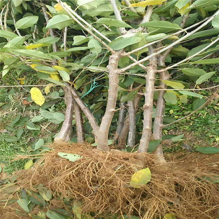 云浮矮化根系樱桃苗 自由防锤形 爱科品种
