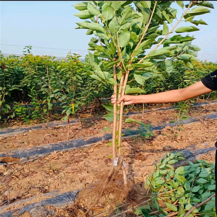 汉沽塔玛拉大樱桃苗 自由防锤形 爱科品种