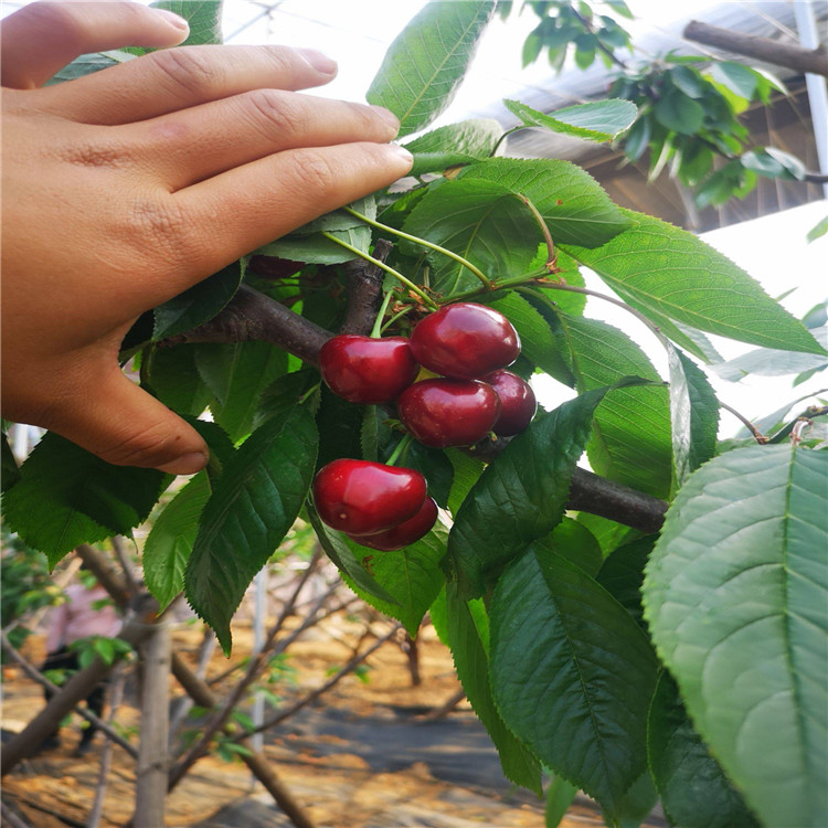 塔玛拉大樱桃苗  华勤园艺   KGB树形塔玛拉大樱桃苗种植时间