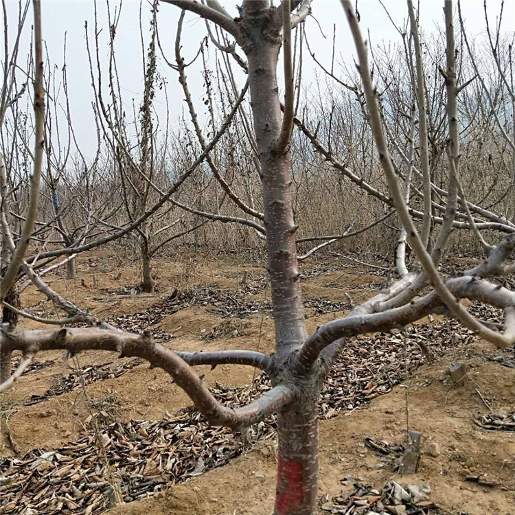 齐早大樱桃苗 华勤园艺  自由防锤形齐早大樱桃苗园艺场