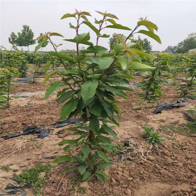 美早大樱桃苗 华勤园艺  一根棍树形美早大樱桃苗种植时间