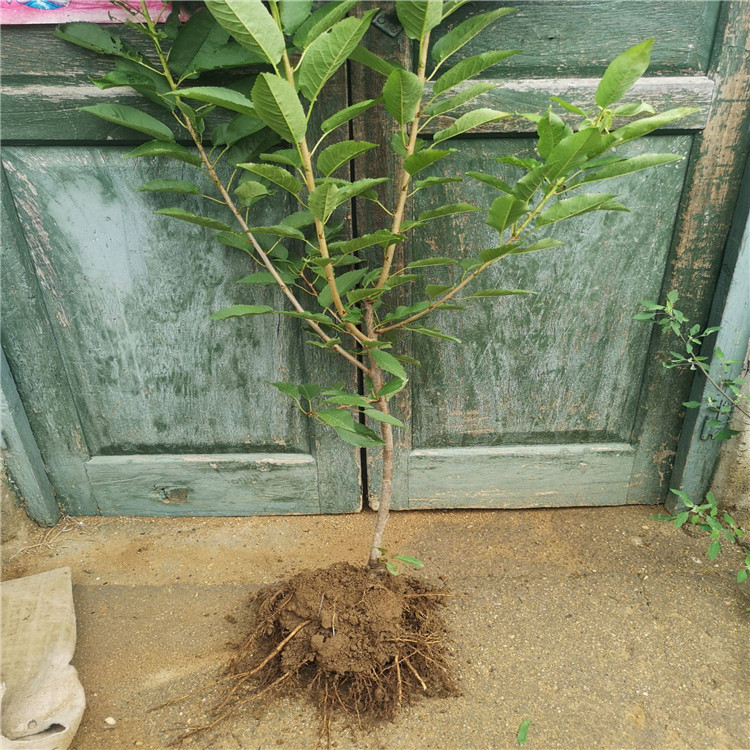 矮化根系樱桃苗 华勤园艺  自由防锤形矮化根系樱桃苗种植时间