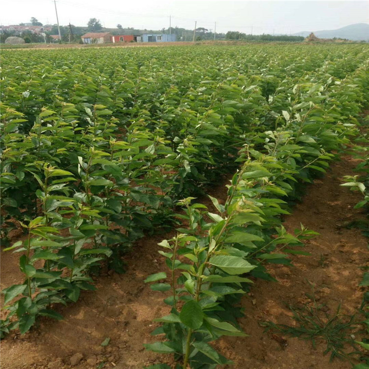 大兴矮化根系樱桃苗 KGB树形 爱科种植时间