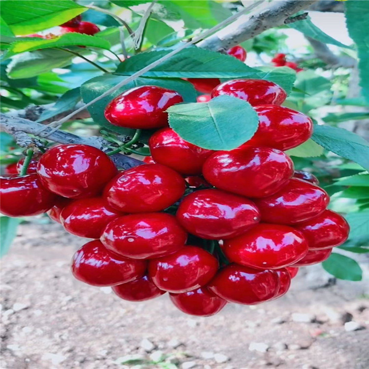 鄂州罗亚李大樱桃苗 懒汉树形 爱科品种