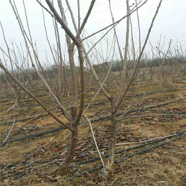 塔玛拉大樱桃苗 华勤园艺  一根棍树形塔玛拉大樱桃苗品种介绍