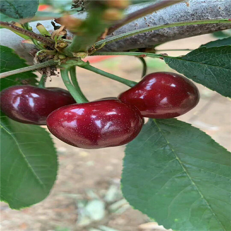 湛江罗亚明大樱桃苗 一根棍树形 爱科品种
