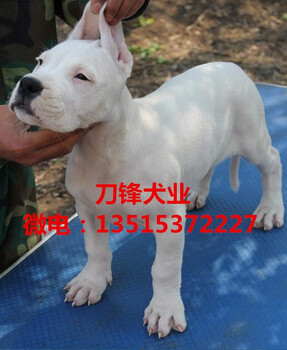 襄阳杜高犬哪里便宜卖好训练吗