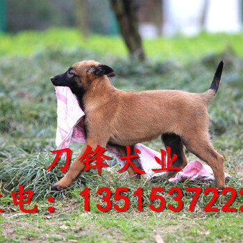 马犬幼犬，马犬价格，哪里有卖马犬的，纯种马犬多少钱一只