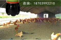 要用发酵床养鸡就用启富发酵床菌种图片2