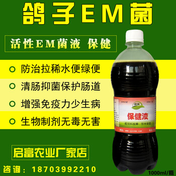 鴿子反復水便怎么辦-教你一招效果好