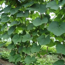 購(gòu)買(mǎi)出售葡萄苗李子苗貝達(dá)苗永發(fā)苗木基地