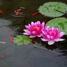 福建睡蓮苗批發(fā)睡蓮種苗基地價(jià)格圖片