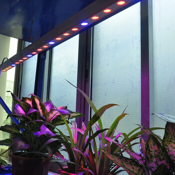 植物生长补光灯LED植物灯价格LED植物灯厂家LED植物灯led植物生长灯