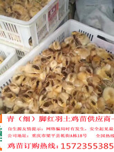 绵阳自生源土鸡苗常年批发红羽3号鸡苗包存活提供技术服务三台土鸡市场价格