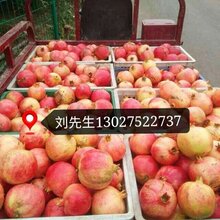 荥阳突尼斯软籽石榴树苗图片
