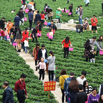 深圳南澳西冲沙滩两日游！住小木屋南澳西冲摘草莓踩单车，深圳沙井旅行社