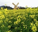 佛山荷花世界、三水温泉度假村1天游！佛山旅游、深圳旅行社天地间国旅图片