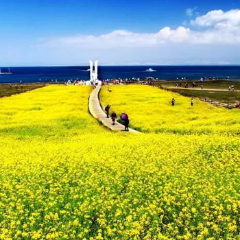 江门开平碉楼看油菜花，江门开平碉楼一日游，江门旅游天地间旅行社