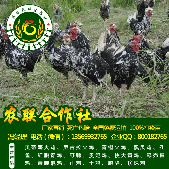 贵妃鸡苗