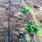 山丘果树微喷专用微喷头吊悬式微喷头果树旋转喷头微喷灌溉喷头型号