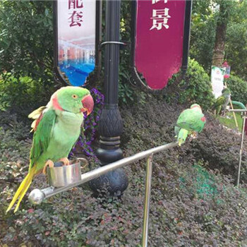 河南養(yǎng)殖場(chǎng)鳥(niǎo)園出租百鳥(niǎo)繁殖基地百鳥(niǎo)展出租