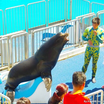 优惠海狮表演出租海洋鱼缸美人鱼表演租赁海洋展