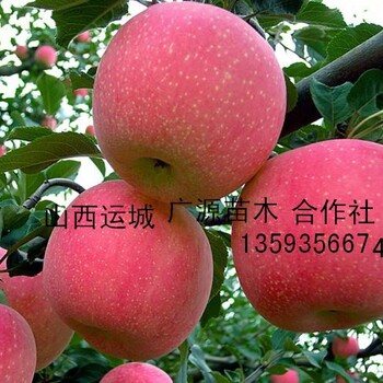 苹果树出售、3、4公分苹果树出售