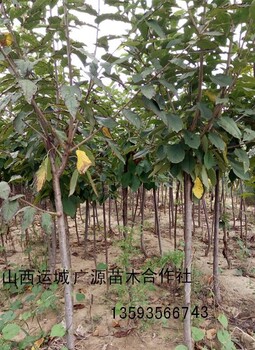 梨樹苗出售、1公分梨樹苗大量出售