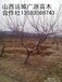 4公分5公分6公分桃樹大量出售