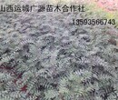 花椒苗1年生花椒苗价格优惠图片