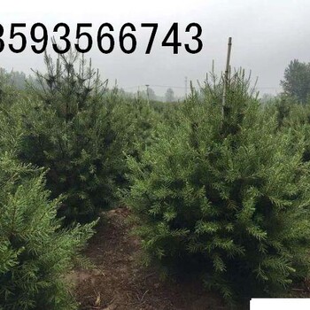 1米白皮松出售