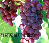 厂家直销葡萄酒原浆全汁酒葡萄酒批发