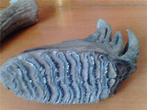 猛犸象牙齿化石去上海哪里鉴定交易