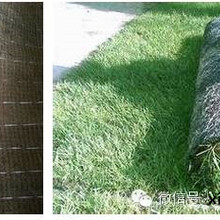达标抗冲生物毯，护坡绿化草毯/椰麻固土毯厂家直销