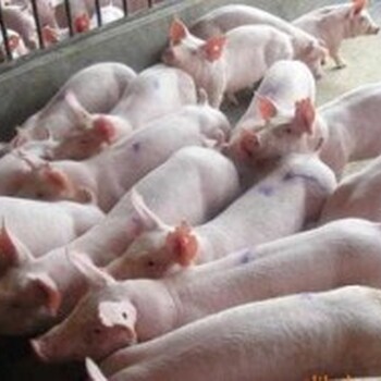 山东仔猪养殖基地大量供应优良品种仔猪