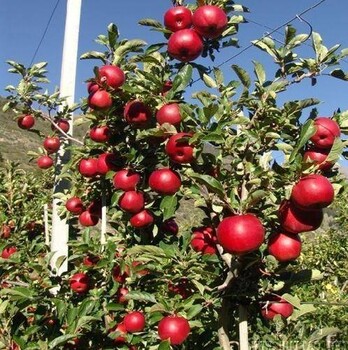 苹果苗几年结果、矮化苹果苗好处是什么