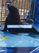 承德专业养殖动物展览海狮表演
