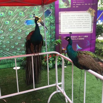 西安百鸟展鹦鹉表演活动资源出租