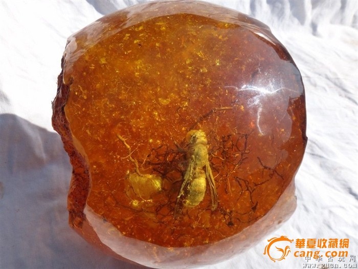 琥珀是第三纪松柏科植物的树脂,经地质作用掩埋地下,经过很长的地质