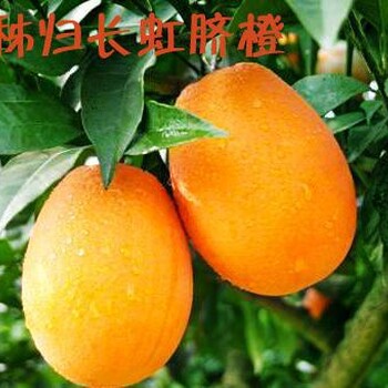 【宜昌秭归脐橙代收价格_秭归水田坝优质纽荷