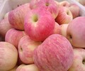 山东苹果供应山东苹果产地供应优质红富士苹果