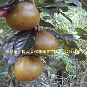 大果红花油茶嫁接苗，大果红花油茶树苗嫁接苗