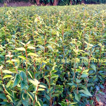 大果红花油茶嫁接苗2年苗，大果红花油茶嫁接苗高度70-100公分