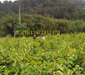 1米-1.5米的大果红花油茶嫁接苗树苗