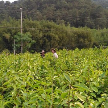 怎么选购大果红花油茶嫁接苗，大果红花油茶嫁接苗种植方法